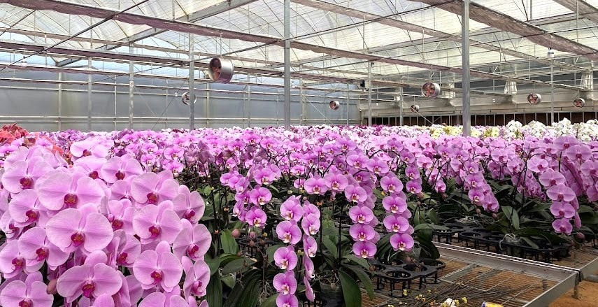 Lam Dong Phalaenopsis Orchids Maintain a Firm Foothold in Tet Flower Market
