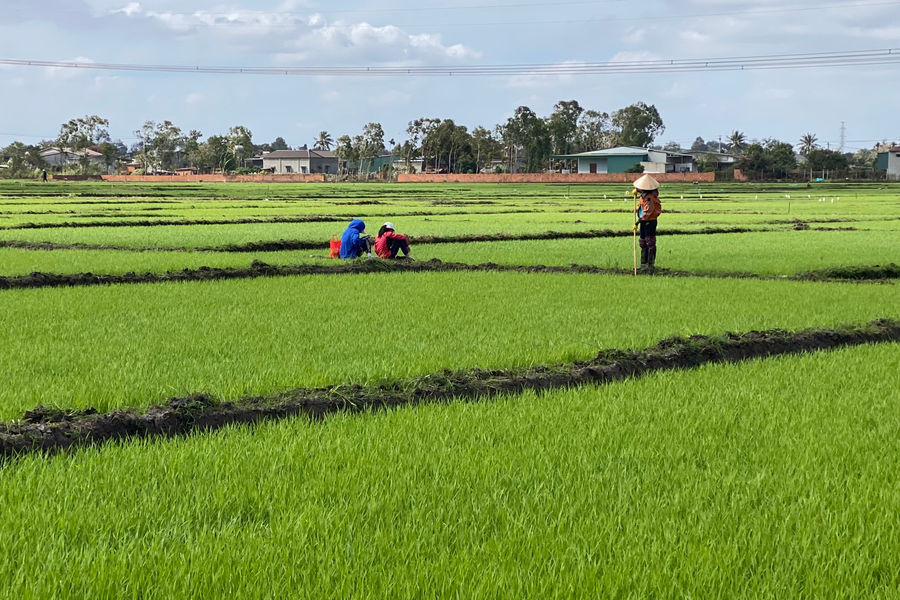 Nông dân rộn ràng ra đồng đầu năm