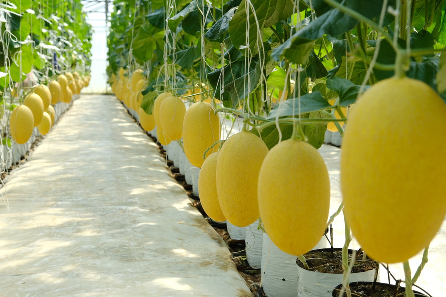 Initial effectiveness of the melon greenhouse model in Cat Tien “Rice Land”