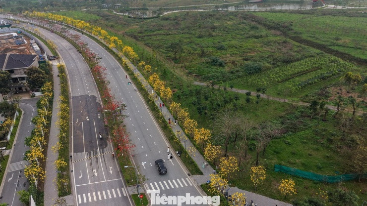 Hà Nội: Ngắm con đường hoa phong linh rực vàng phía Tây Thủ đô