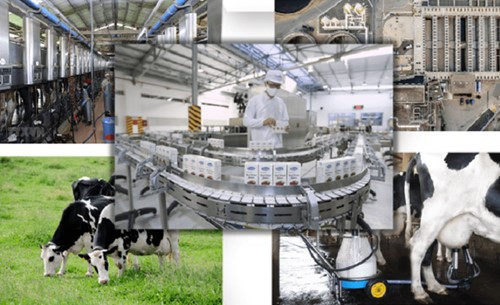 Chiến lược phát triển ngành sữa Việt Nam: Mục tiêu đáp ứng 85% nhu cầu vào năm 2045