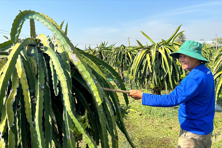 Nhà vườn tập trung chăm sóc thanh long sau tết