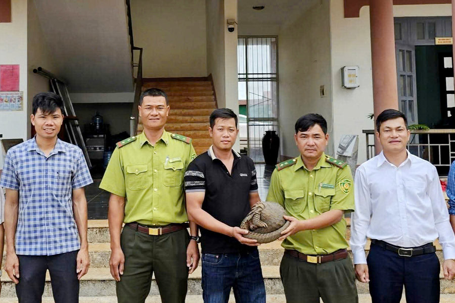 Người dân Lâm Đồng tự nguyện giao nộp tê tê quý hiếm cho kiểm lâm