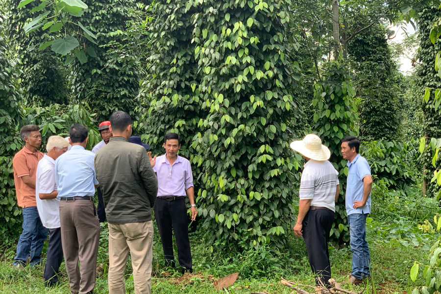 Thúc đẩy kinh tế hợp tác nông nghiệp