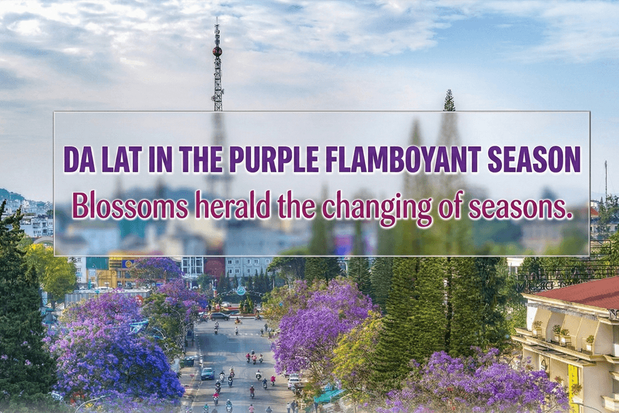 Da Lat in the purple flamboyant season - Blossoms herald the changing of seasons
