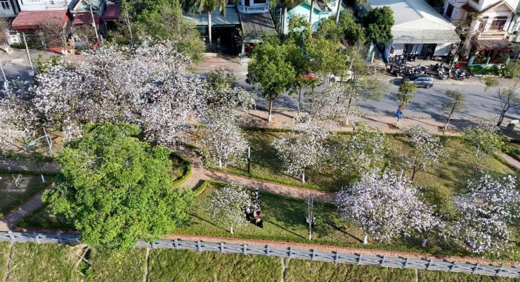 Lai Châu: Ngắm sắc trắng hoa ban nở rộ nhuộm sáng phố phường tháng Ba