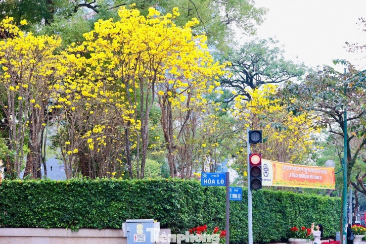 Hà Nội rực rỡ mùa hoa: Những tọa độ check-in hoa sưa, hoa ban và phong linh đẹp nhất