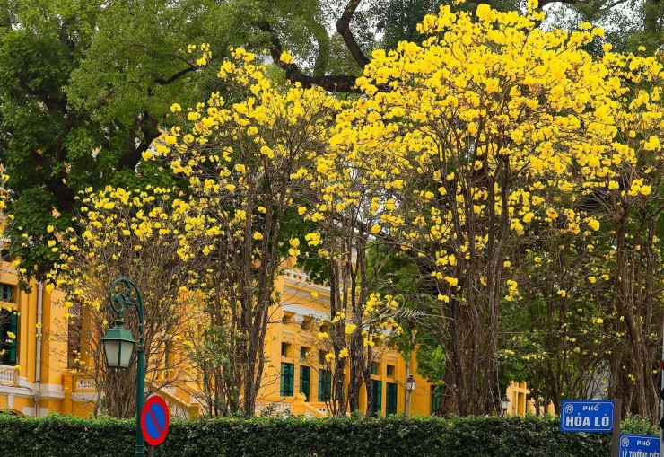 Hà Nội: 4 địa điểm check-in hoa phong linh vàng rực rỡ thu hút giới trẻ