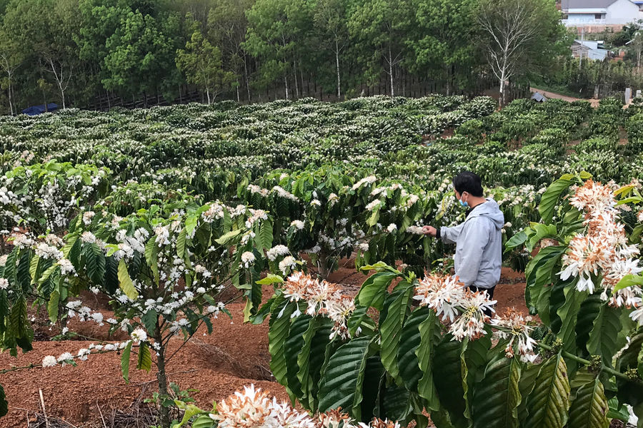 Về nơi cà phê hoa trắng trời xanh