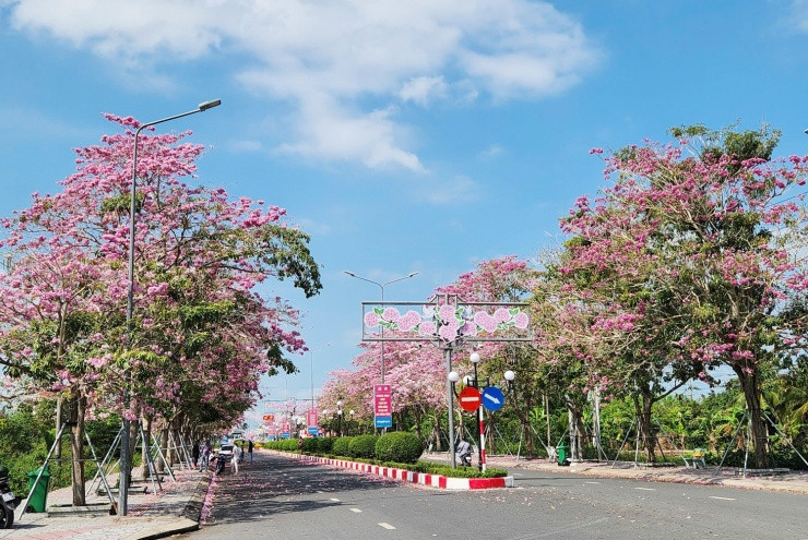 Cần Thơ: Check-in cung đường hoa kèn hồng rực rỡ tại xã Phú Tâm