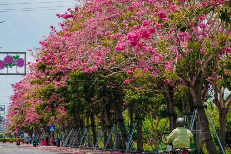 Sóc Trăng: Ngẩn ngơ trước cung đường kèn hồng rực rỡ tựa thước phim Hàn Quốc