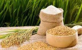 Giá lúa gạo ngày 9/3/2026: Thị trường đi ngang, gạo thơm bán lẻ giữ mức 28.000 đồng/kg