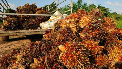 Sản lượng dầu cọ Malaysia dự báo giảm 17%, giá neo ở mức 4.300 ringgit