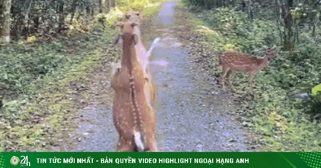 Vườn quốc gia Cúc Phương: Ấn tượng khoảnh khắc hai chú hươu so găng kịch tính