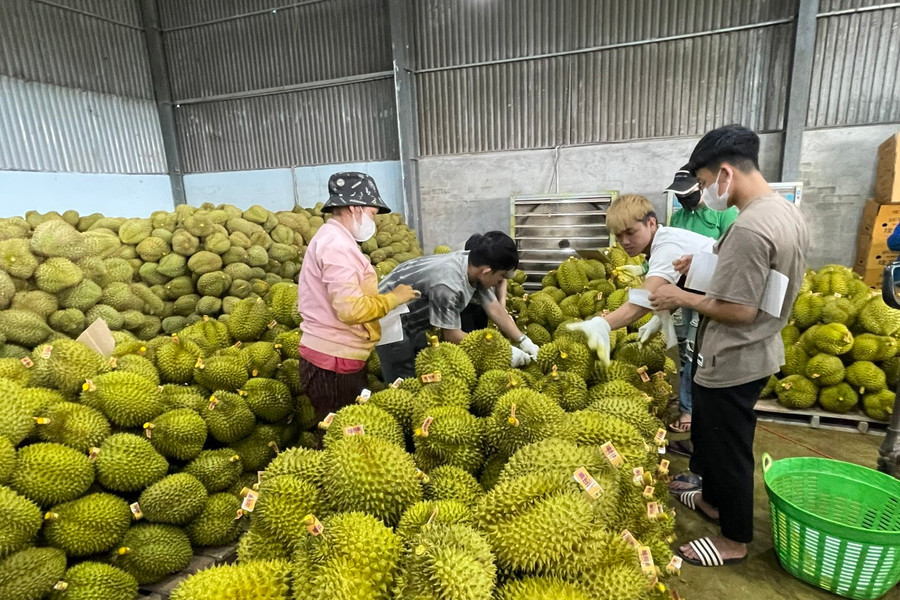Lâm Đồng kiểm soát chặt dư lượng hóa chất trong nông sản xuất khẩu