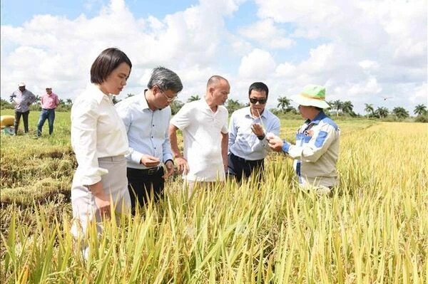 Cuba đánh giá cao hợp tác lúa gạo với Việt Nam