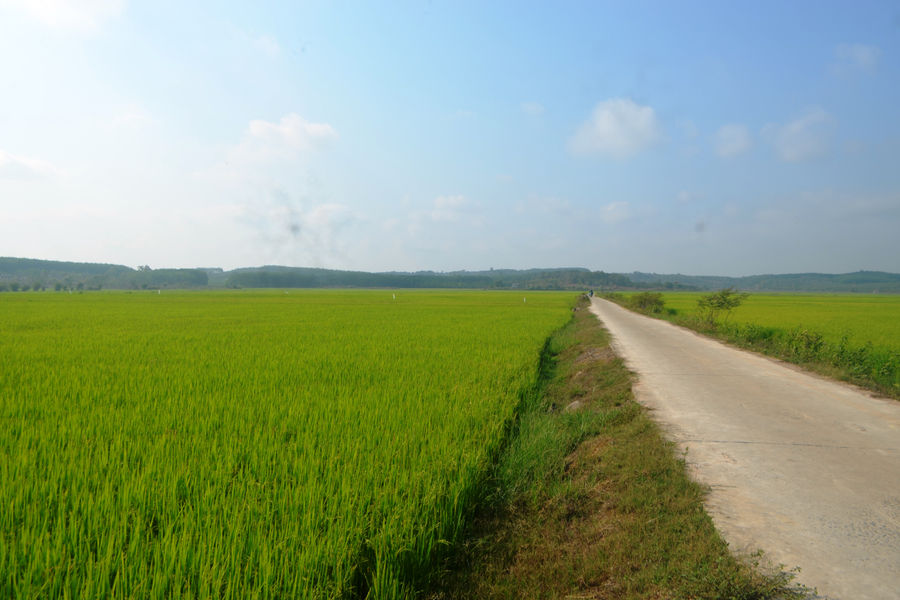 Lúa đông xuân phía Tây Lâm Đồng sinh trưởng thuận lợi, hứa hẹn bội thu