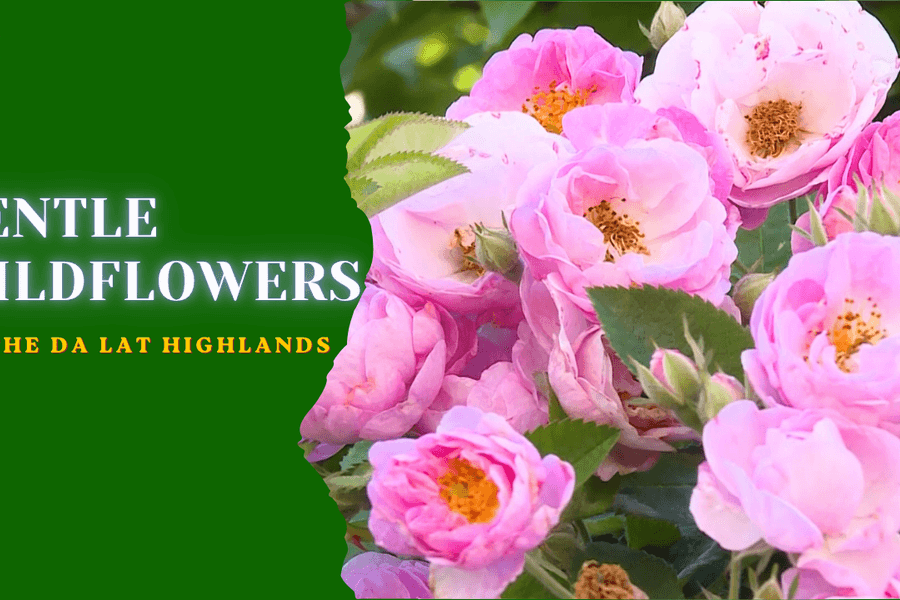 Gentle Wildflowers on the Da Lat Highlands
