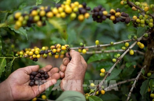 Xuất khẩu cà phê hòa tan Brazil tăng 13,9% bất chấp rào cản thuế từ Mỹ