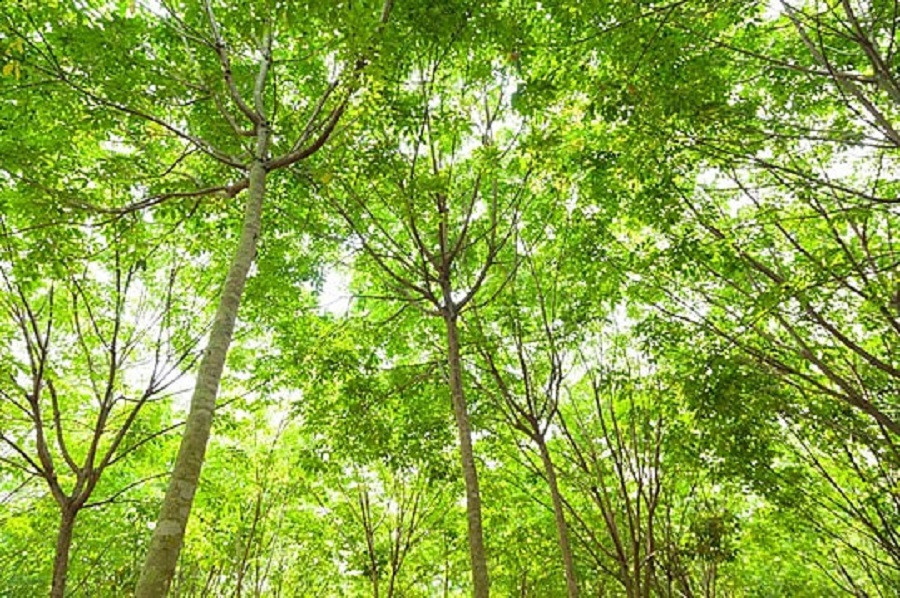 Giá cao su hôm nay 22/3: Sàn Thượng Hải và Singapore phục hồi, giá nội địa ổn định