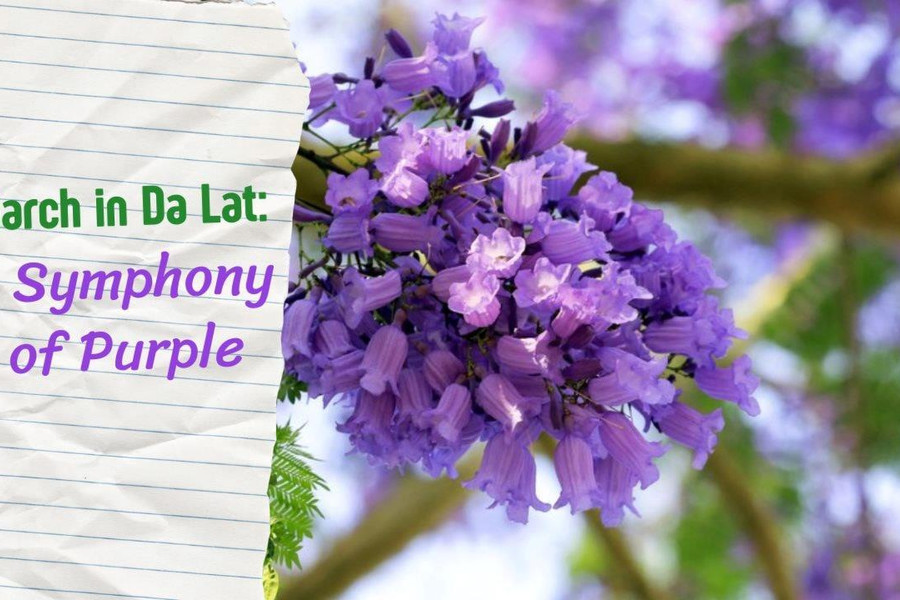 March In Da Lat: A Symphony of Purple