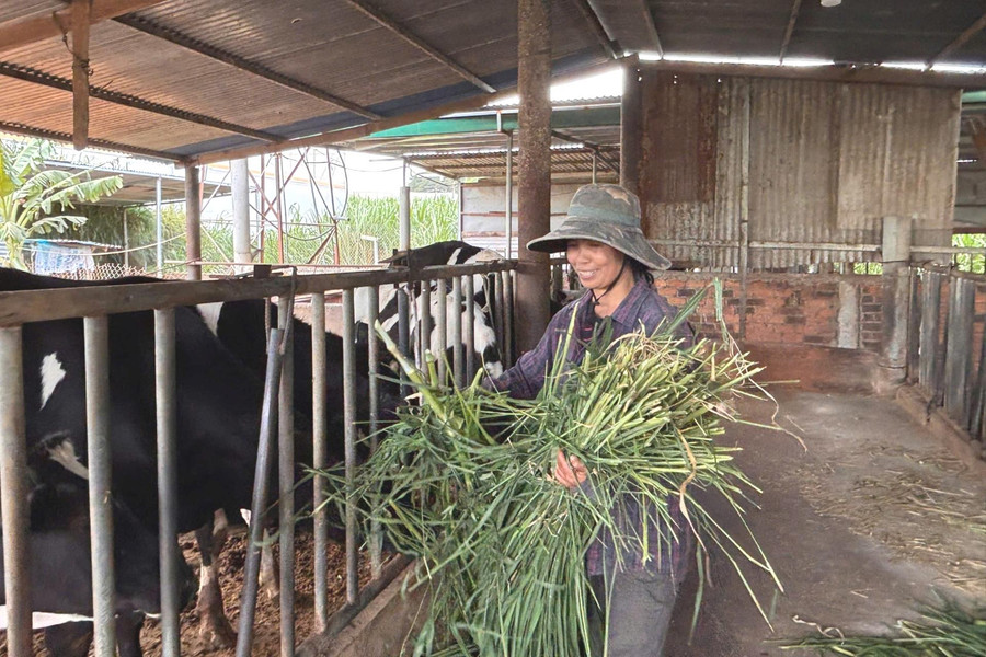 Đi lên từ chăn nuôi bò sữa ở Đơn Dương