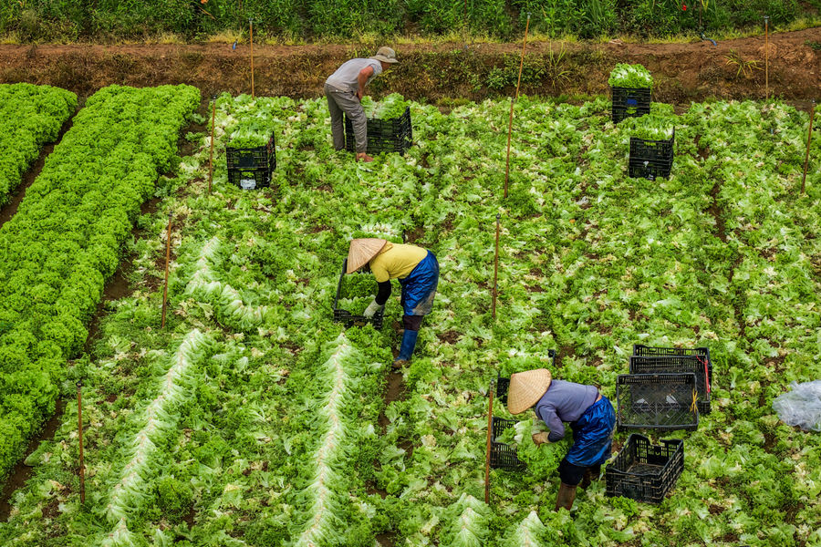 Blockchain and Big Data Expected to Become “Digital IDs” for Agricultural Products