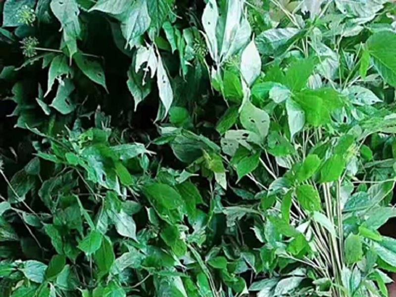 Ex Situ Conservation of Lang Biang Ginseng Genetic Resources