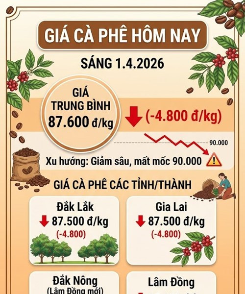 Giá cà phê ngày 1/4: Nội địa giảm sâu 4.800 đồng/kg, mất mốc 90.000 đồng