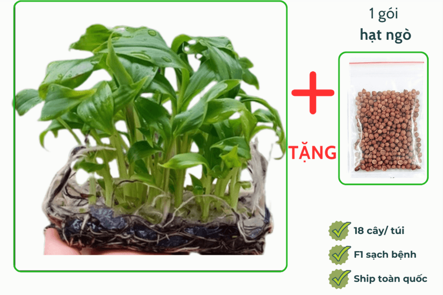 Caymogiong.com - Nguồn cung cấp giống chuối Nam Mỹ chất lượng, giá hợp lý