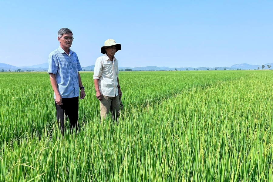 Lúa đông xuân được mùa nhưng nông dân Lâm Đồng kém vui vì rớt giá
