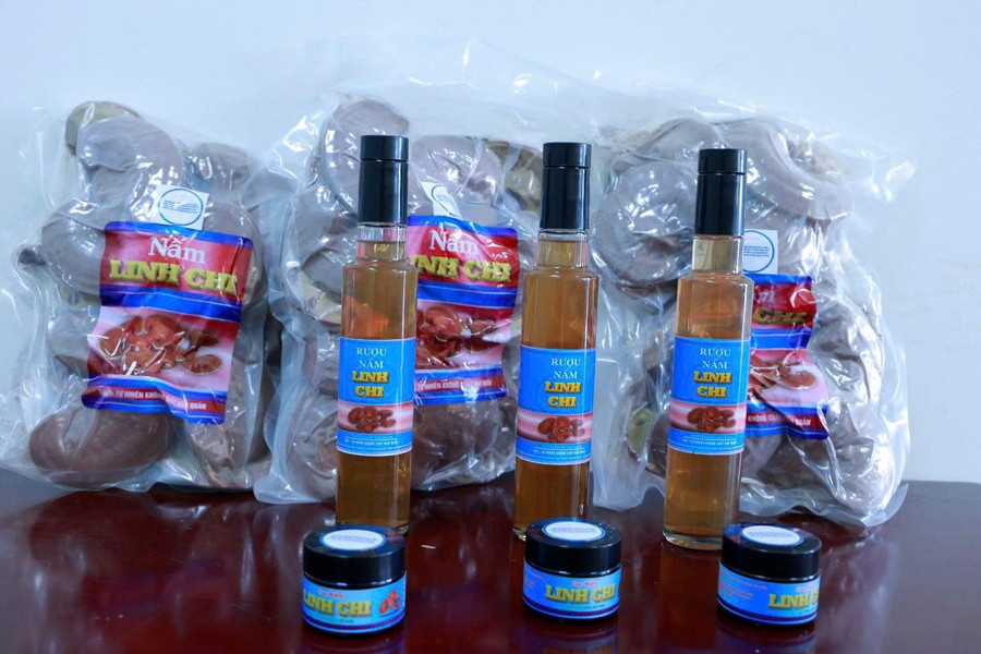 Ta Dung National Park’s Reishi Mushroom Moves Toward Commercial Production