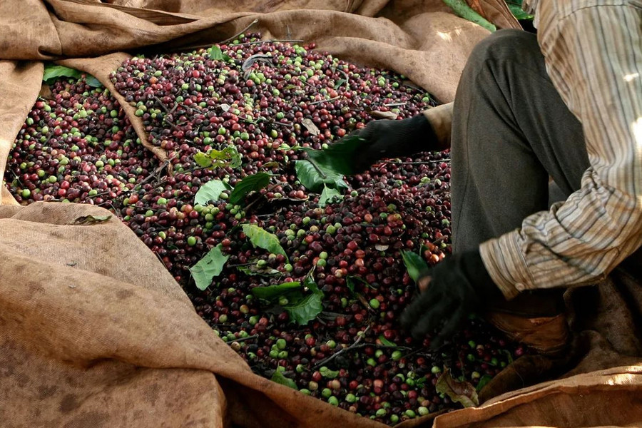 Giá tiêu hôm nay 8/4/2026: Giá tiêu trong nước đồng loạt tăng nửa triệu đồng