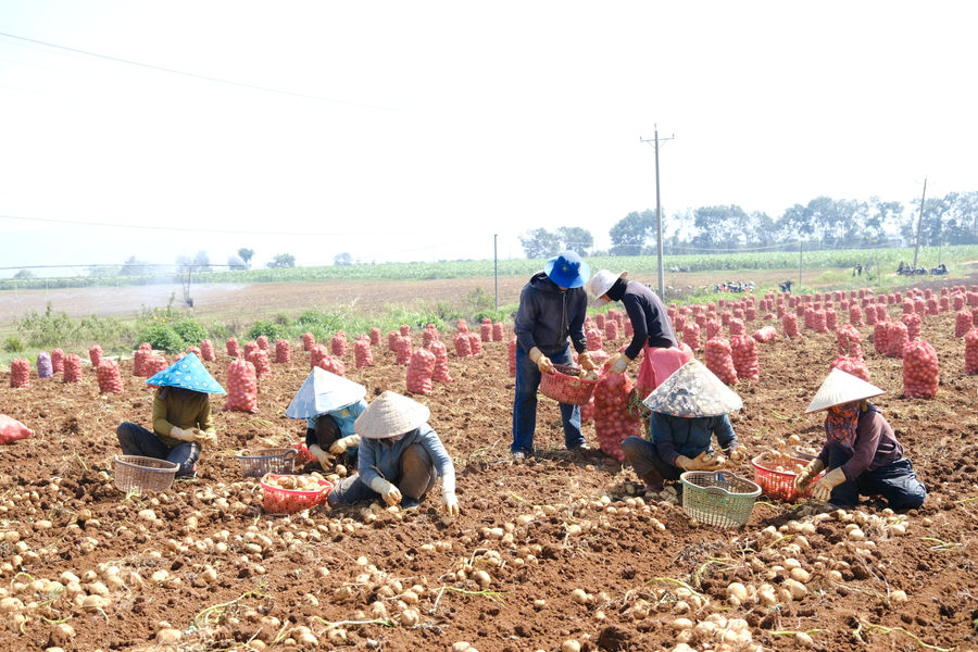 Khoai tây liên kết vào vụ, nông dân Đơn Dương phấn khởi
