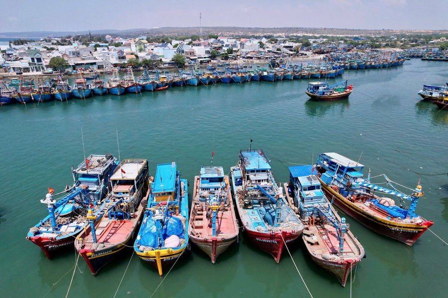 Mùa “xây nhà” cho cá dưới đại dương