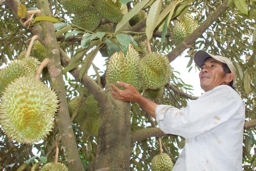 Nông dân xã Đạ Huoai 3 chủ động chăm sầu riêng trong mùa nắng