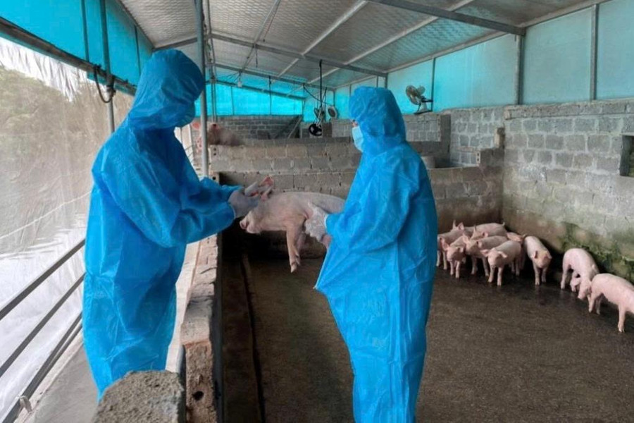 Lâm Đồng khẩn trương triển khai phòng, chống dịch tả lợn châu Phi