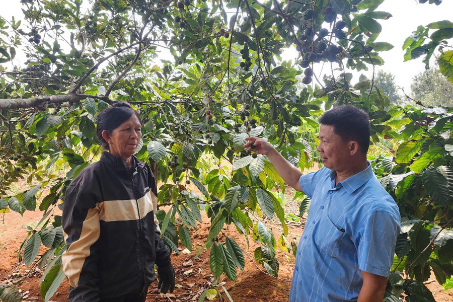Gieo mắc ca, gặt ấm no nơi bon làng biên giới Quảng Trực