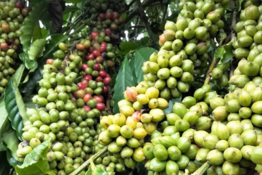 Giá cà phê hôm nay 14/4: Robusta lên mức 3.351 USD/tấn, trong nước chạm mốc 86.000 đồng
