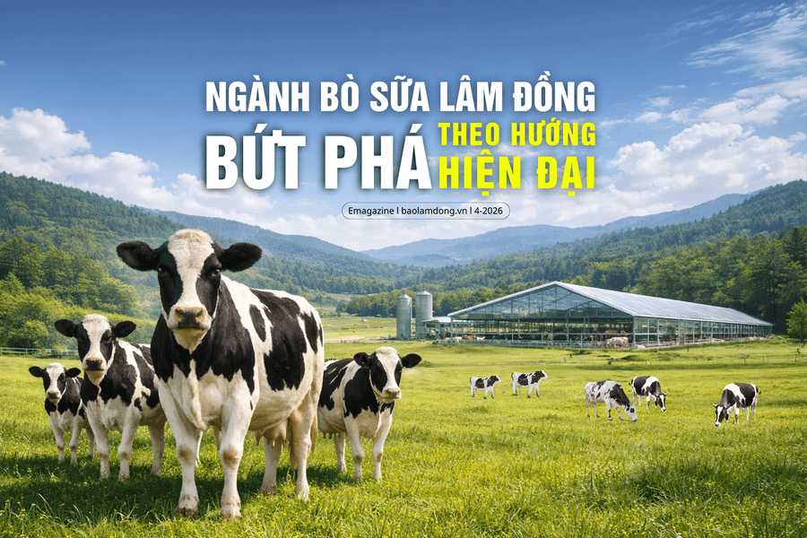 Ngành bò sữa Lâm Đồng bứt phá theo hướng hiện đại