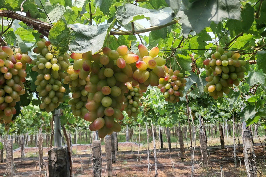 During the Peak of Grape Season