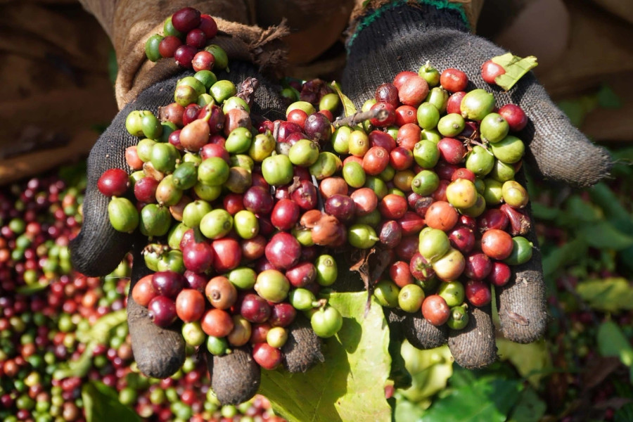 Giá cà phê ngày 17/4/2026: Robusta và Arabica giảm sâu trước áp lực từ USD