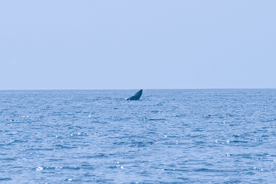 Whales and dolphins increasingly spotted in South Central waters, signaling positive marine recovery