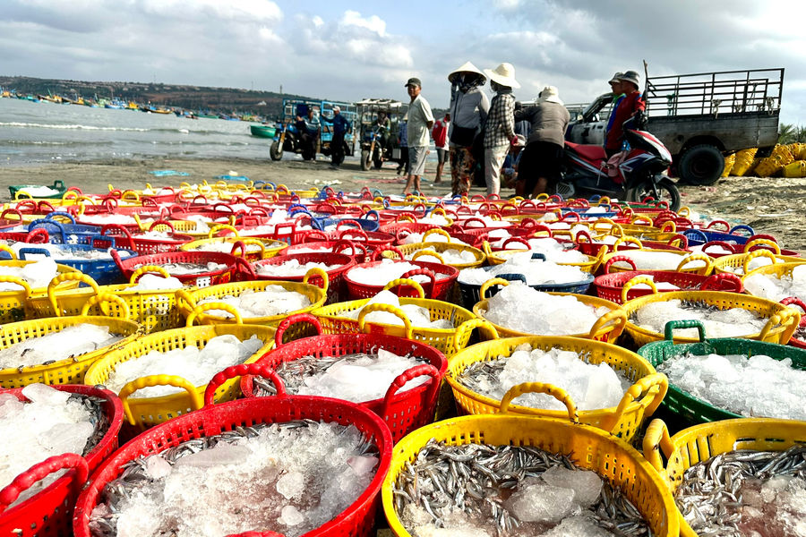 “Lóng” cá cơm bất ngờ ở Mũi Né