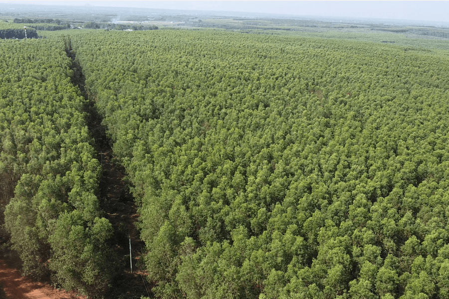 Planted Forests Bring New Prosperity to Sandy Lands in Son My