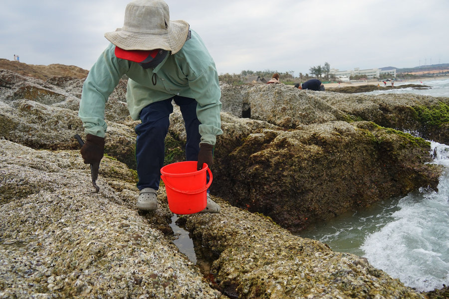 Mui Ne locals harvest Pacific oysters at low tide