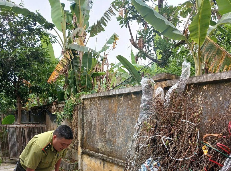 Xử phạt các đối tượng vận chuyển và mua bán trái phép hoa Đỗ Quyên rừng tại tỉnh Lai Châu