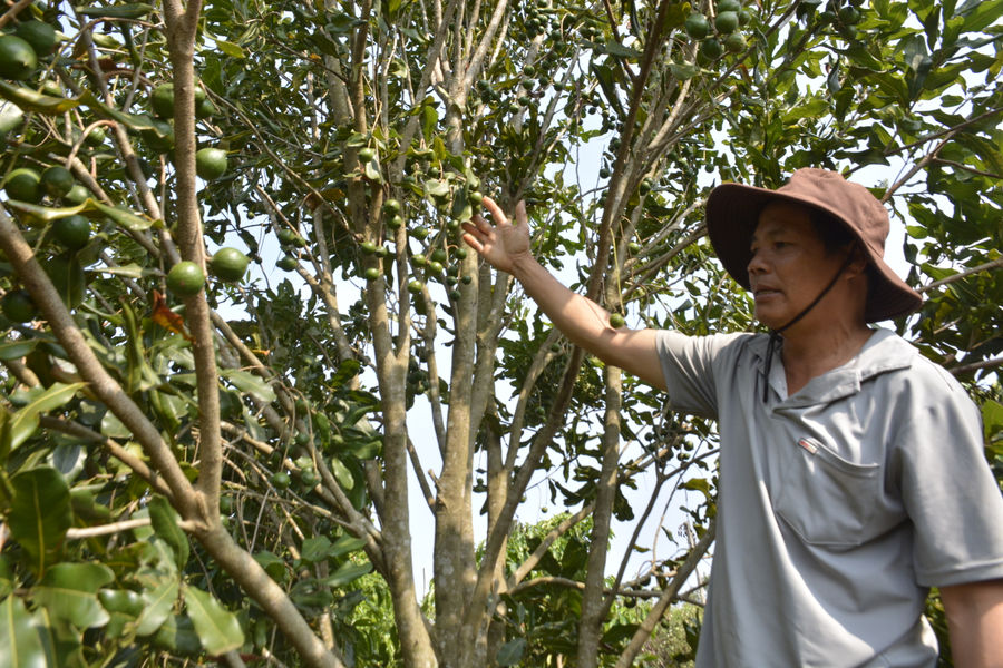 “Nữ hoàng” các loại hạt đang mùa bội thu