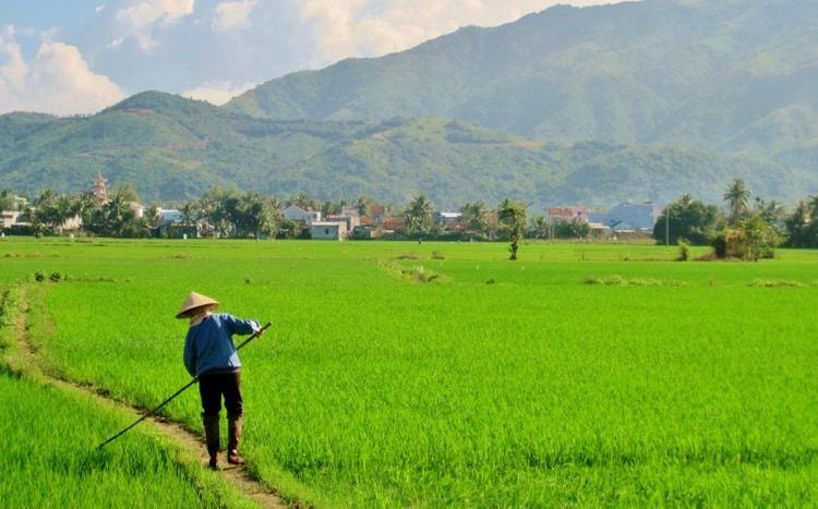 Điều kiện chặt chẽ khi chuyển mục đích sử dụng đất trồng lúa từ năm 2025