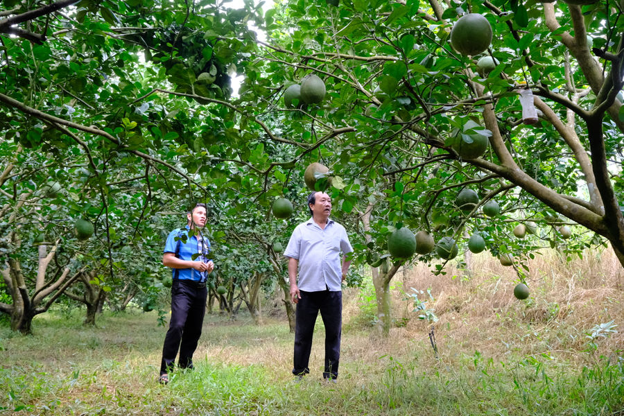 Nông dân Lâm Đồng vượt “bão giá” giữ nhịp sản xuất
